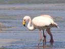 A real close look at one of the flamingos.